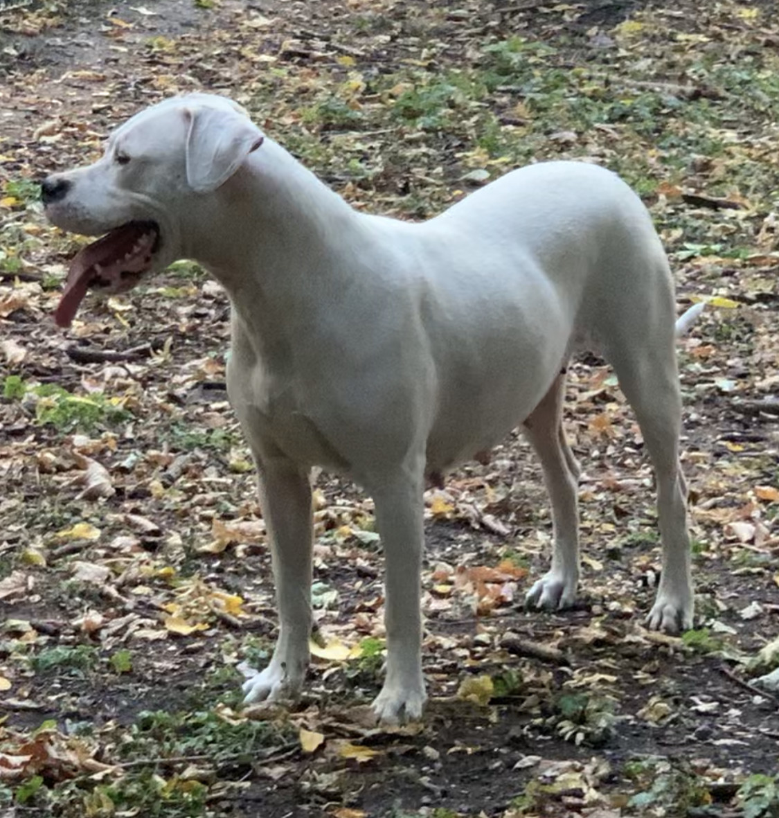 Ultime chance De La Notte Di Cane