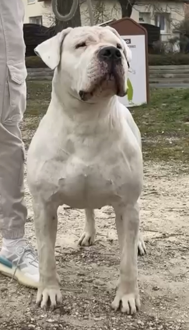 Shalaco dogo de la monteria del pampa