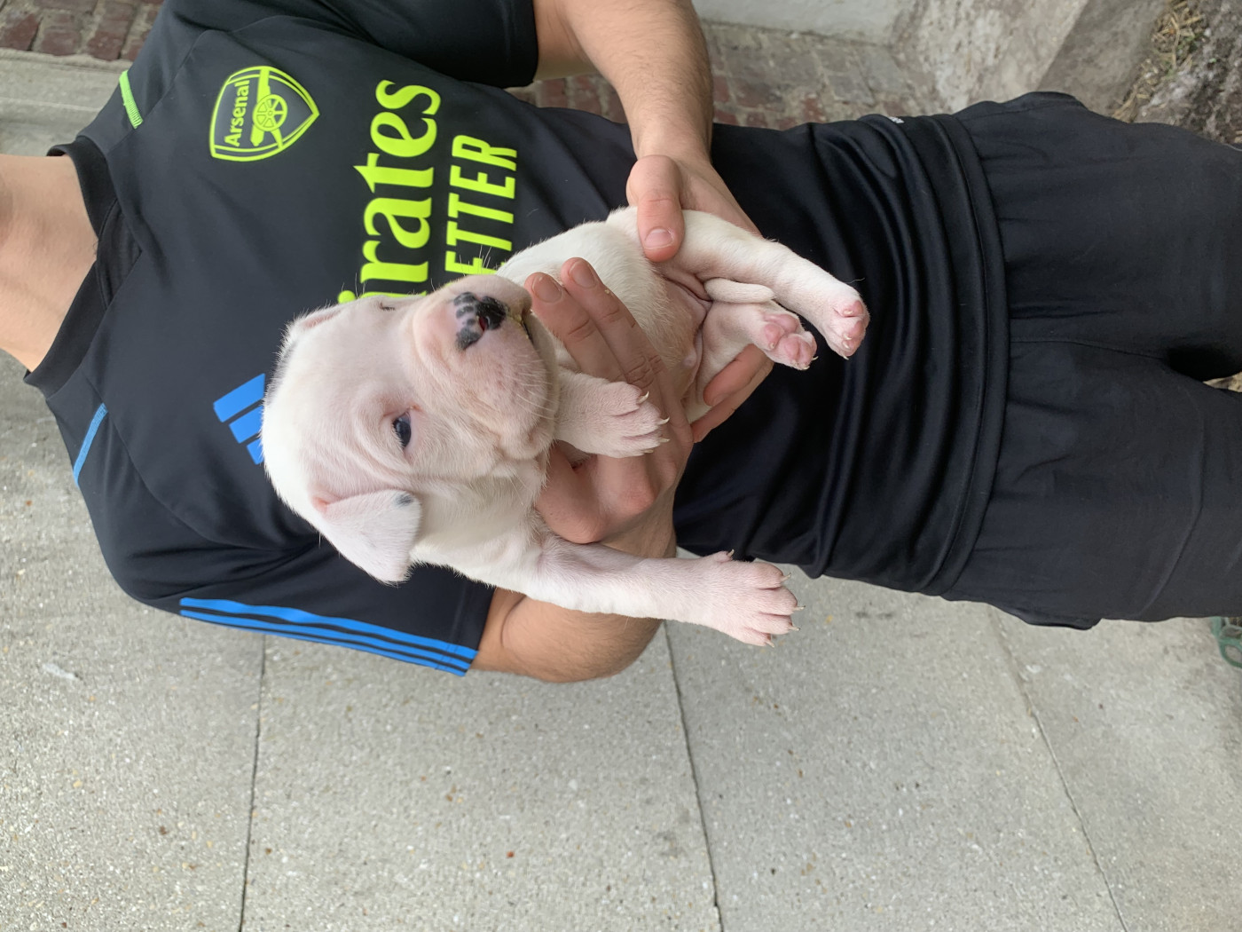 Arboz del marsa - Chiots disponibles - Dogo Argentino