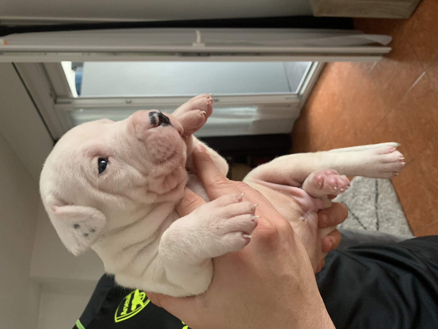 Arboz del marsa - Chiots disponibles - Dogo Argentino
