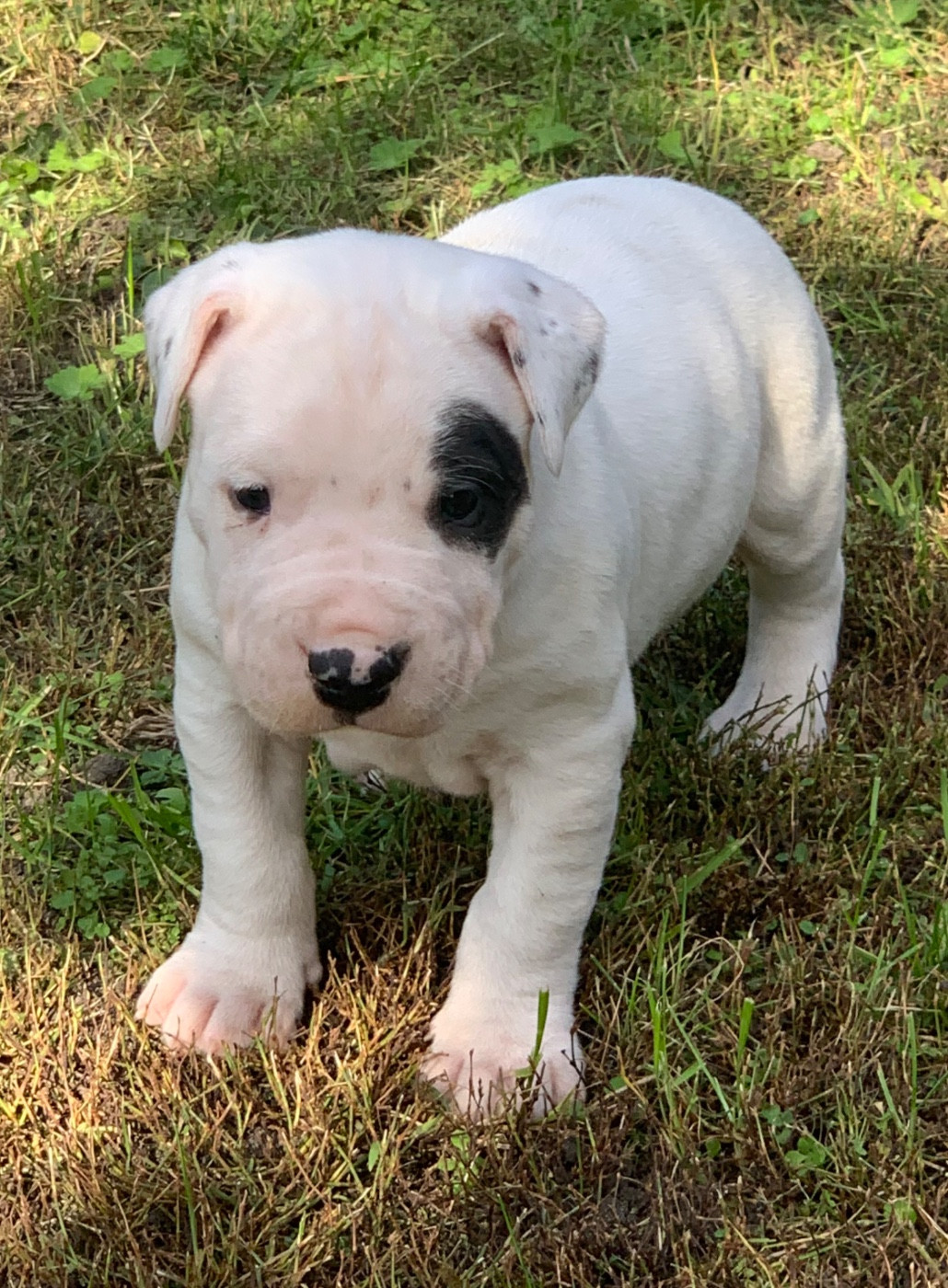 Arboz del marsa - Chiots disponibles - Dogo Argentino