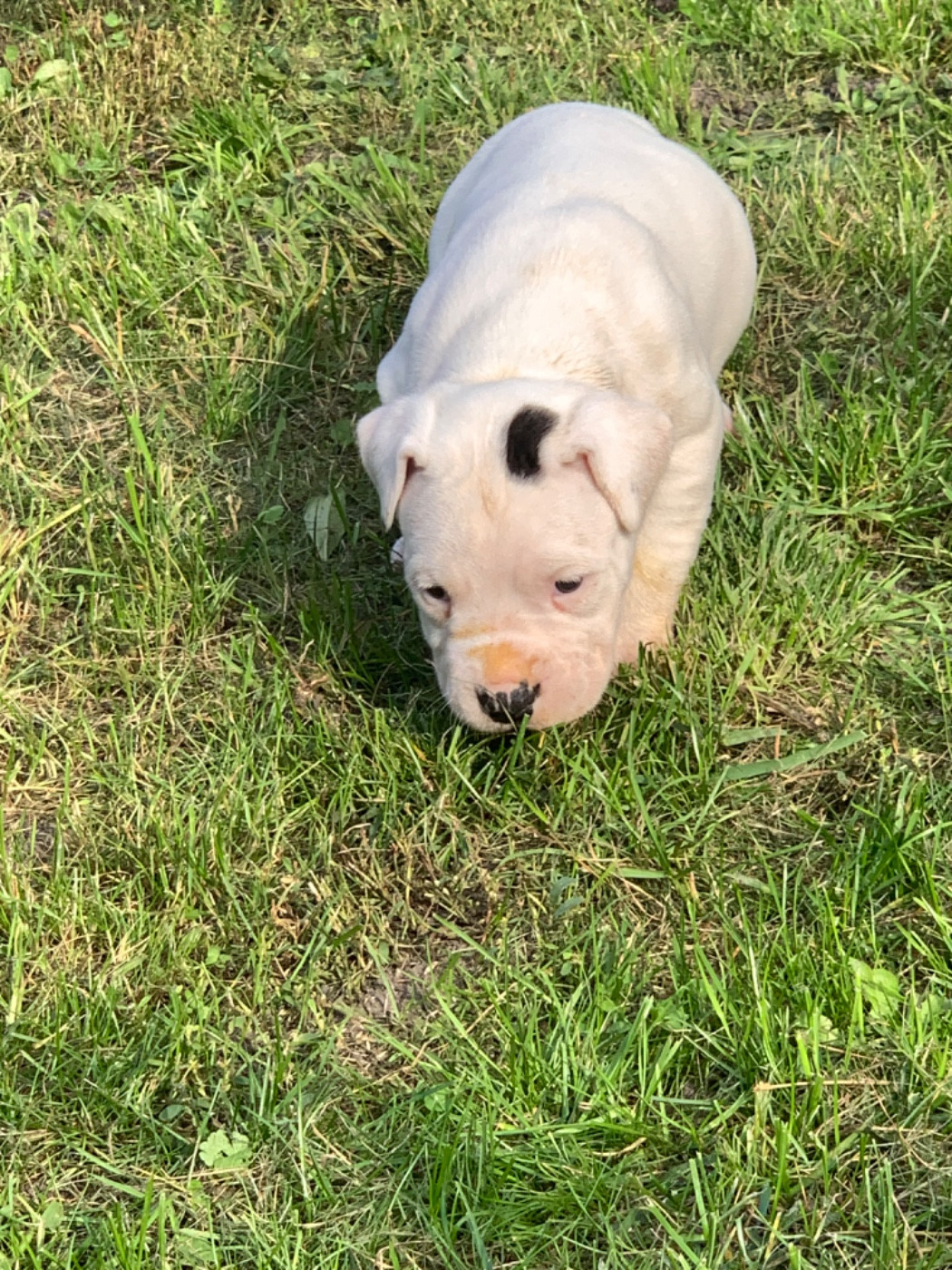 Arboz del marsa - Chiots disponibles - Dogo Argentino
