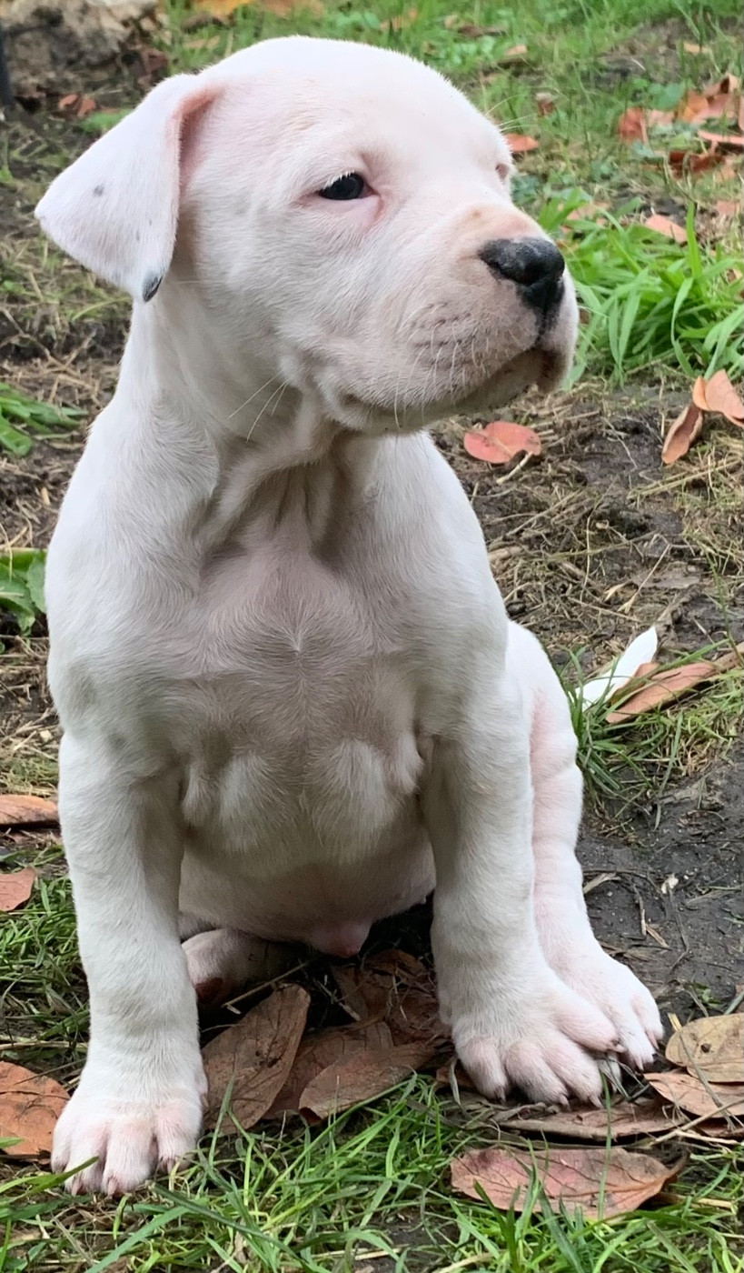 Arboz del marsa - Chiots disponibles - Dogo Argentino