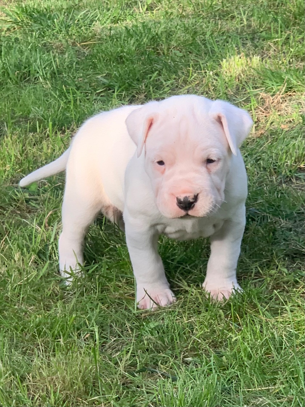 Arboz del marsa - Chiots disponibles - Dogo Argentino